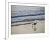 Coastal Bird, Morro Bay Coast-Anna Miller-Framed Photographic Print