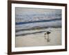 Coastal Bird, Morro Bay Coast-Anna Miller-Framed Photographic Print