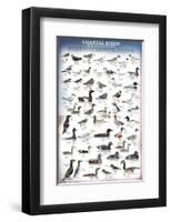 Coastal Birds-null-Framed Premium Giclee Print