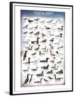 Coastal Birds-null-Framed Premium Giclee Print