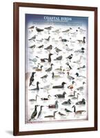 Coastal Birds-null-Framed Premium Giclee Print