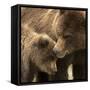 Coastal brown bear and cub, Lake Clarke National Park, Alaska-Danny Green-Framed Stretched Canvas