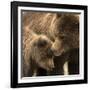 Coastal brown bear and cub, Lake Clarke National Park, Alaska-Danny Green-Framed Photographic Print