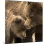 Coastal brown bear and cub, Lake Clarke National Park, Alaska-Danny Green-Mounted Photographic Print