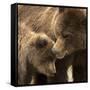 Coastal brown bear and cub, Lake Clarke National Park, Alaska-Danny Green-Framed Stretched Canvas