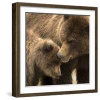 Coastal brown bear and cub, Lake Clarke National Park, Alaska-Danny Green-Framed Photographic Print