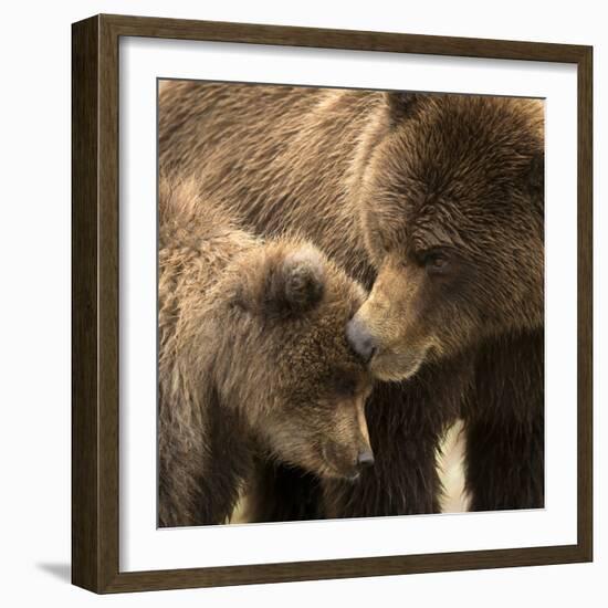 Coastal brown bear and cub, Lake Clarke National Park, Alaska-Danny Green-Framed Photographic Print