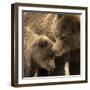 Coastal brown bear and cub, Lake Clarke National Park, Alaska-Danny Green-Framed Photographic Print