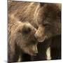 Coastal brown bear and cub, Lake Clarke National Park, Alaska-Danny Green-Mounted Photographic Print