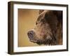 Coastal Brown Bear Fishing for Spawning Salmon Along Kinak Bay, Katmai National Park, Alaska, Usa-Paul Souders-Framed Photographic Print