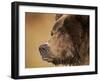 Coastal Brown Bear Fishing for Spawning Salmon Along Kinak Bay, Katmai National Park, Alaska, Usa-Paul Souders-Framed Photographic Print