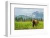 Coastal Brown Bear & Mountains-null-Framed Art Print