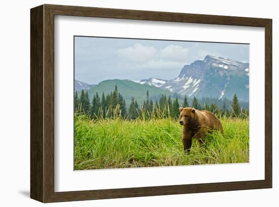 Coastal Brown Bear & Mountains-null-Framed Art Print