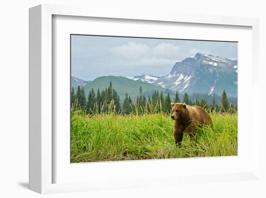 Coastal Brown Bear & Mountains-null-Framed Art Print