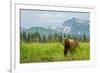 Coastal Brown Bear & Mountains-null-Framed Art Print
