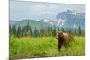 Coastal Brown Bear & Mountains-null-Mounted Art Print