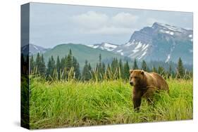 Coastal Brown Bear & Mountains-null-Stretched Canvas