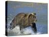 Coastal Brown Bear, Ursus Arctos, Lake Clark National Park, Alaska, USA-Thorsten Milse-Stretched Canvas