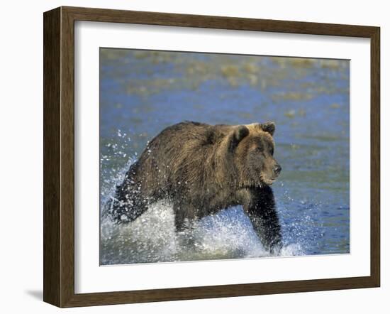 Coastal Brown Bear, Ursus Arctos, Lake Clark National Park, Alaska, USA-Thorsten Milse-Framed Photographic Print