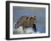 Coastal Brown Bear, Ursus Arctos, Lake Clark National Park, Alaska, USA-Thorsten Milse-Framed Photographic Print