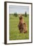 Coastal Brown Bears Standing Up in a Sedge Field in Lake Clark National Park-Andrew Czerniak-Framed Photographic Print