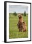 Coastal Brown Bears Standing Up in a Sedge Field in Lake Clark National Park-Andrew Czerniak-Framed Photographic Print