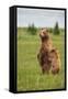 Coastal Brown Bears Standing Up in a Sedge Field in Lake Clark National Park-Andrew Czerniak-Framed Stretched Canvas