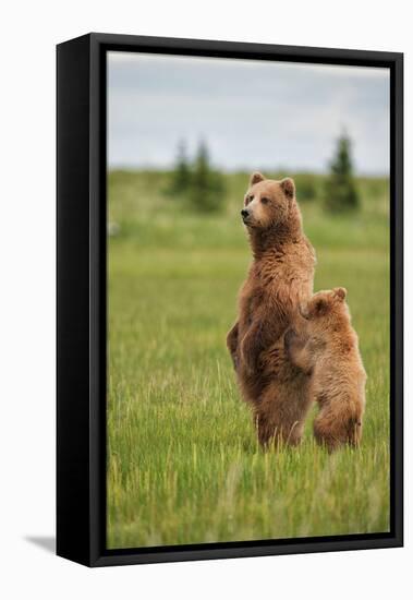 Coastal Brown Bears Standing Up in a Sedge Field in Lake Clark National Park-Andrew Czerniak-Framed Stretched Canvas