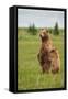 Coastal Brown Bears Standing Up in a Sedge Field in Lake Clark National Park-Andrew Czerniak-Framed Stretched Canvas