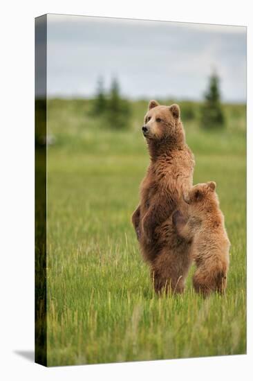 Coastal Brown Bears Standing Up in a Sedge Field in Lake Clark National Park-Andrew Czerniak-Stretched Canvas