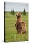 Coastal Brown Bears Standing Up in a Sedge Field in Lake Clark National Park-Andrew Czerniak-Stretched Canvas