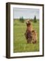 Coastal Brown Bears Standing Up in a Sedge Field in Lake Clark National Park-Andrew Czerniak-Framed Photographic Print