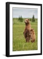 Coastal Brown Bears Standing Up in a Sedge Field in Lake Clark National Park-Andrew Czerniak-Framed Photographic Print