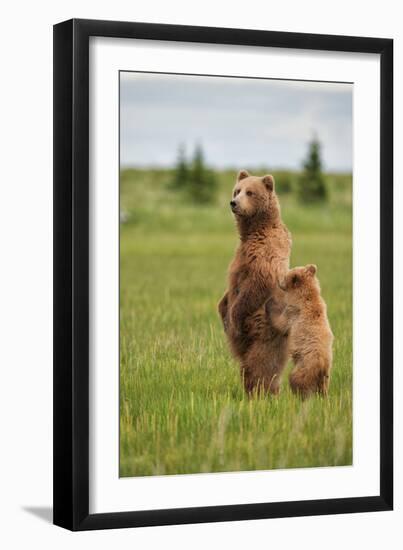 Coastal Brown Bears Standing Up in a Sedge Field in Lake Clark National Park-Andrew Czerniak-Framed Photographic Print