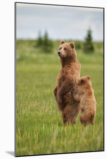 Coastal Brown Bears Standing Up in a Sedge Field in Lake Clark National Park-Andrew Czerniak-Mounted Photographic Print