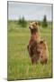 Coastal Brown Bears Standing Up in a Sedge Field in Lake Clark National Park-Andrew Czerniak-Mounted Photographic Print