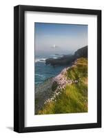 Coastal Cliffs, Godrevy Point, Nr St Ives, Cornwall, England-Paul Harris-Framed Photographic Print