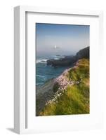 Coastal Cliffs, Godrevy Point, Nr St Ives, Cornwall, England-Paul Harris-Framed Photographic Print