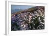 Coastal Cliffs, Godrevy Point, Nr St Ives, Cornwall, England-Paul Harris-Framed Photographic Print