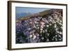 Coastal Cliffs, Godrevy Point, Nr St Ives, Cornwall, England-Paul Harris-Framed Photographic Print