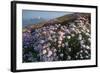 Coastal Cliffs, Godrevy Point, Nr St Ives, Cornwall, England-Paul Harris-Framed Photographic Print