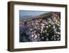 Coastal Cliffs, Godrevy Point, Nr St Ives, Cornwall, England-Paul Harris-Framed Photographic Print