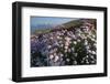 Coastal Cliffs, Godrevy Point, Nr St Ives, Cornwall, England-Paul Harris-Framed Photographic Print