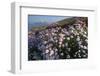 Coastal Cliffs, Godrevy Point, Nr St Ives, Cornwall, England-Paul Harris-Framed Photographic Print