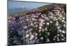 Coastal Cliffs, Godrevy Point, Nr St Ives, Cornwall, England-Paul Harris-Mounted Photographic Print