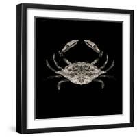 Coastal Crab 3-Victoria Brown-Framed Art Print