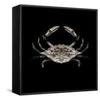 Coastal Crab 3-Victoria Brown-Framed Stretched Canvas