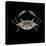 Coastal Crab 3-Victoria Brown-Stretched Canvas