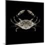 Coastal Crab 3-Victoria Brown-Mounted Art Print