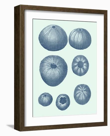 Coastal Curio V-Vision Studio-Framed Art Print